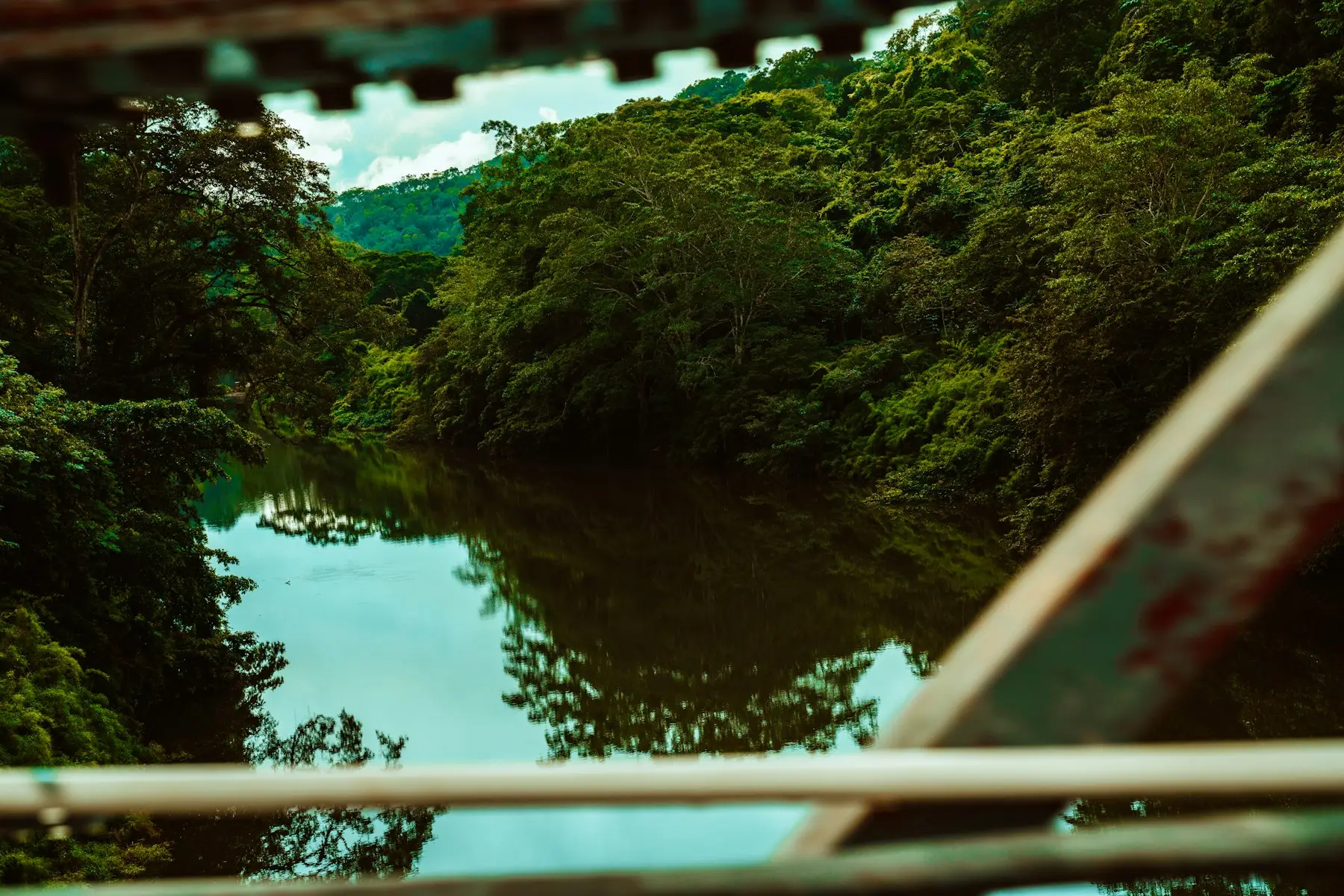 Floresta às margens de um rio na Amazônia