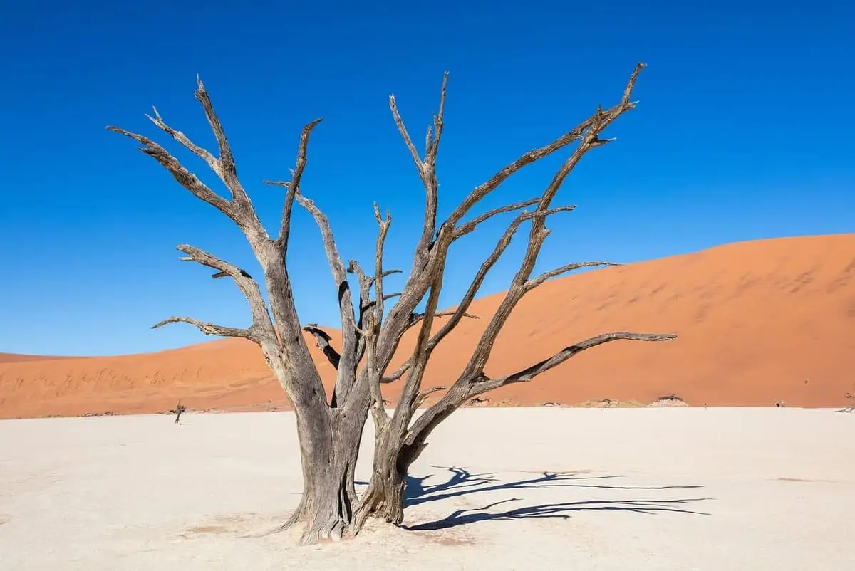 Deadvlei, no deserto da Namíbia