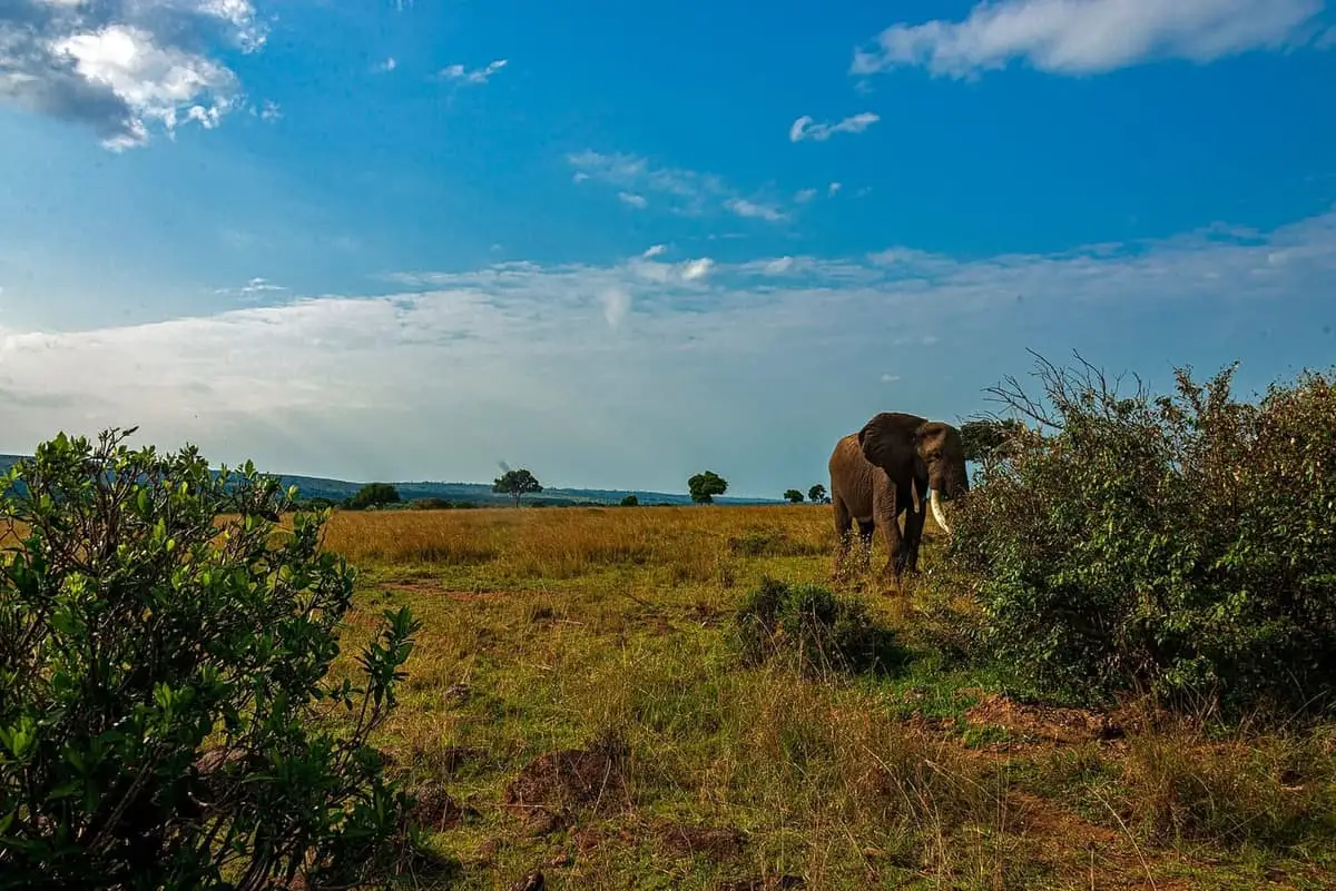 Savana do Masai Mara, no Quênia