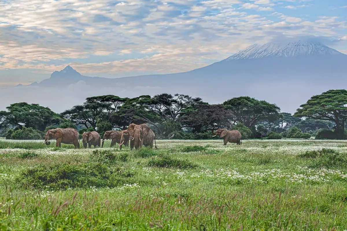 Elefantes no Amboseli, com o Kilimanjaro ao fundo